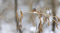 Eastern Bluebird