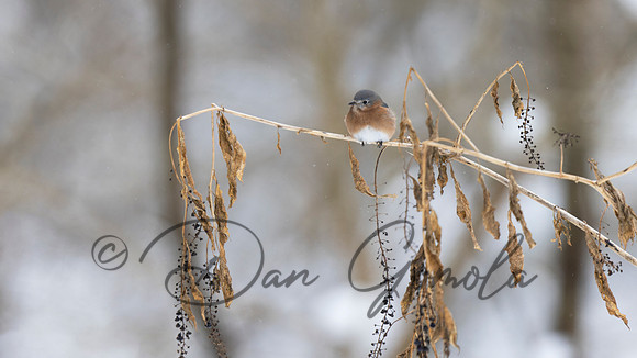 Eastern Bluebird