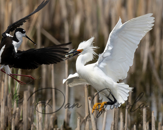 Black-necked Stilt and Snowy Egret