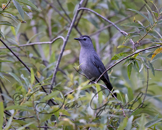 Gray Catbird