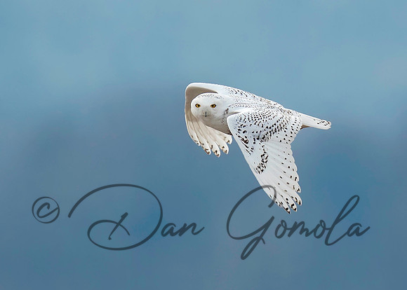 Snowy Owl