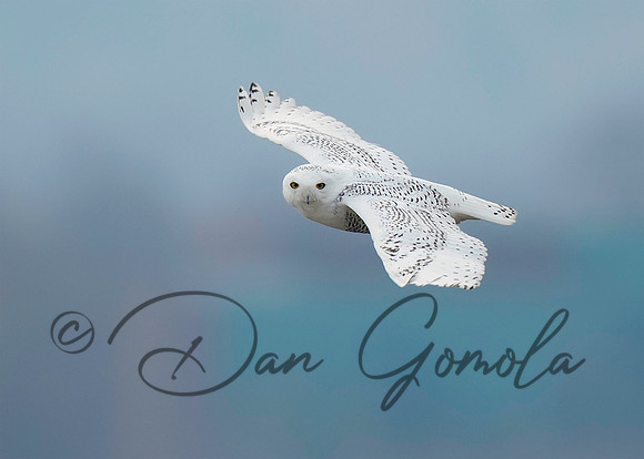Snowy Owl