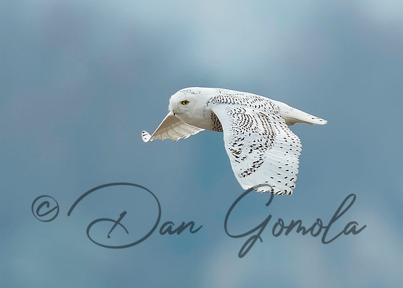 Snowy Owl