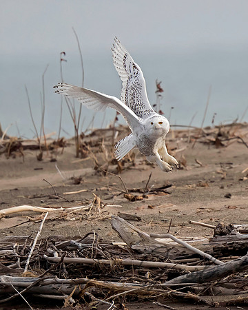 Snowy Owl