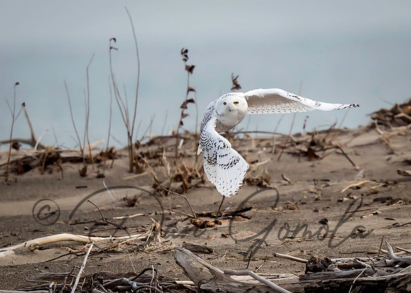 Snowy Owl