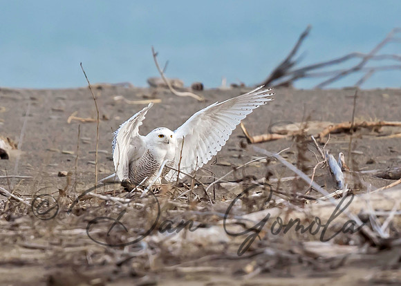 Snowy Owl