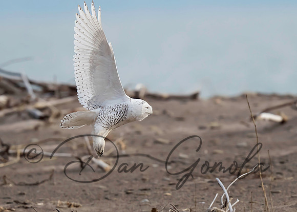 Snowy Owl