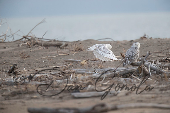 Snowy Owl