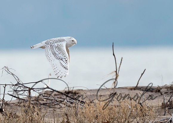 Snowy Owl