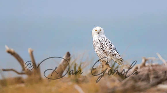 Snowy Owl