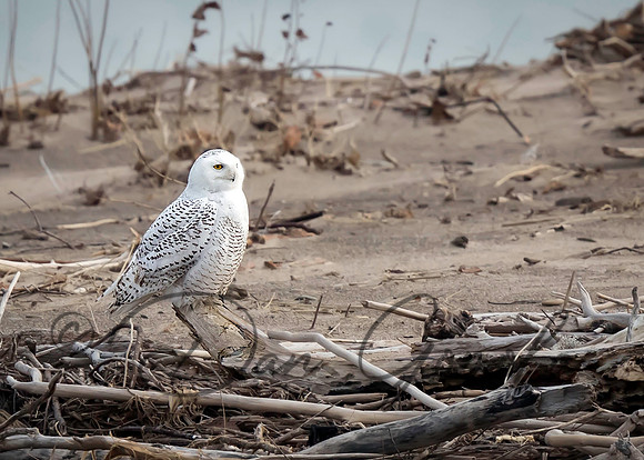 Snowy Owl