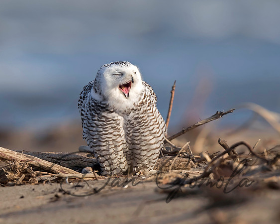 Snowy Owl