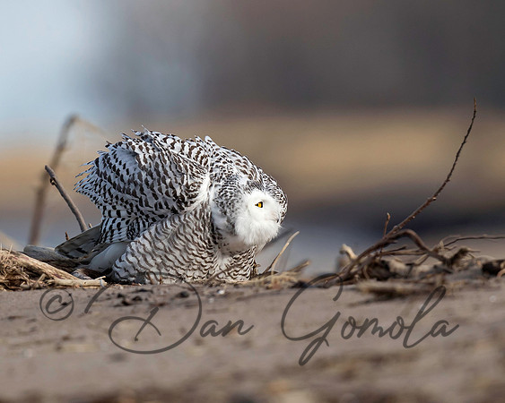 Snowy Owl
