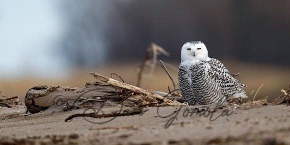 Snowy Owl