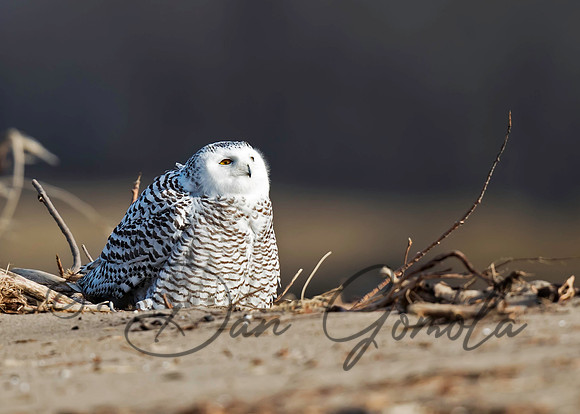 Snowy Owl