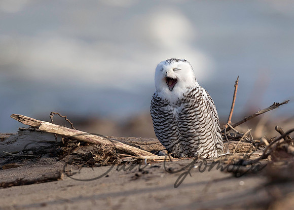 Snowy Owl