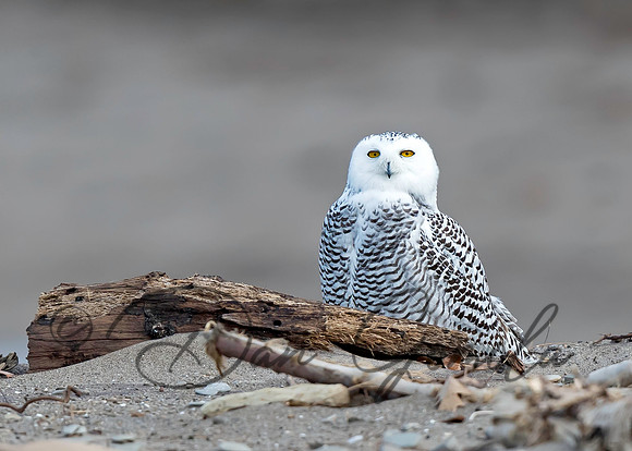 Snowy Owl