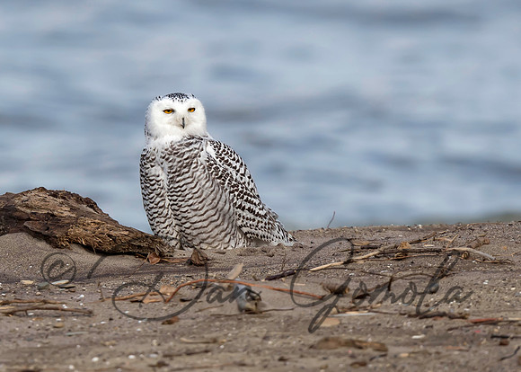 Snowy Owl