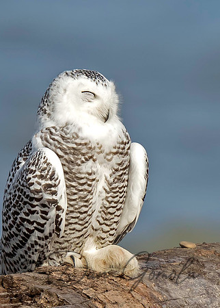 Snowy Owl