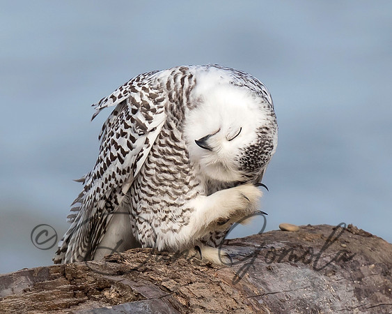 Snowy Owl