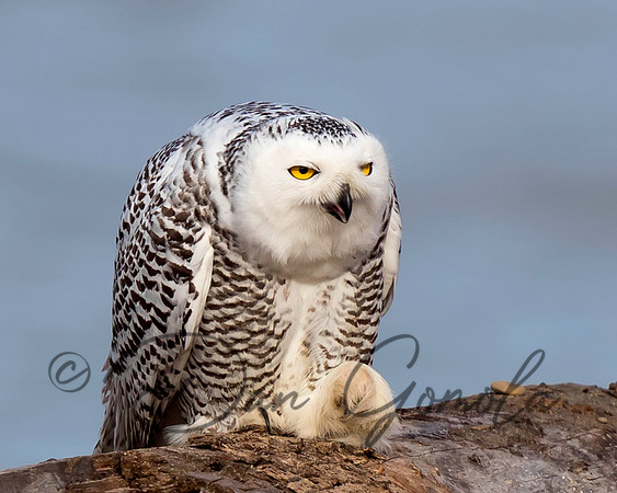 Snowy Owl