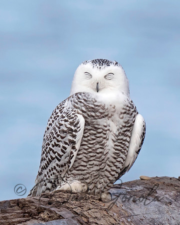 Snowy Owl