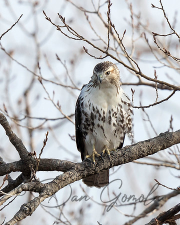 Red-tailed Hawk