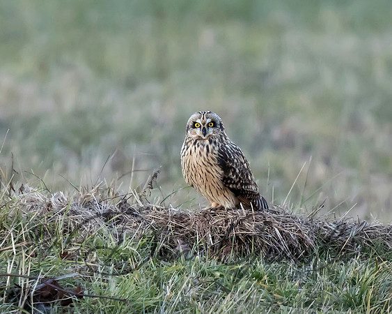 Short-eared Owl