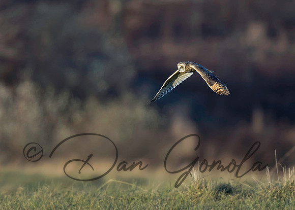 Short-eared Owl