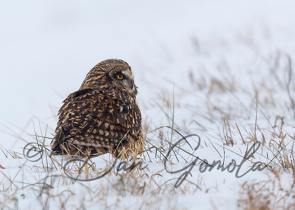 Short-eared Owl