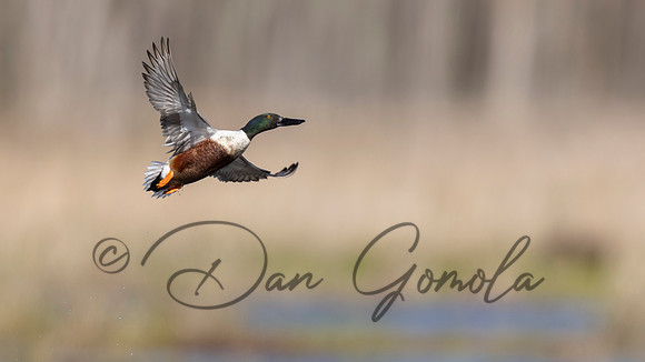 Northern Shoveler