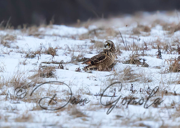 Short-eared Owl