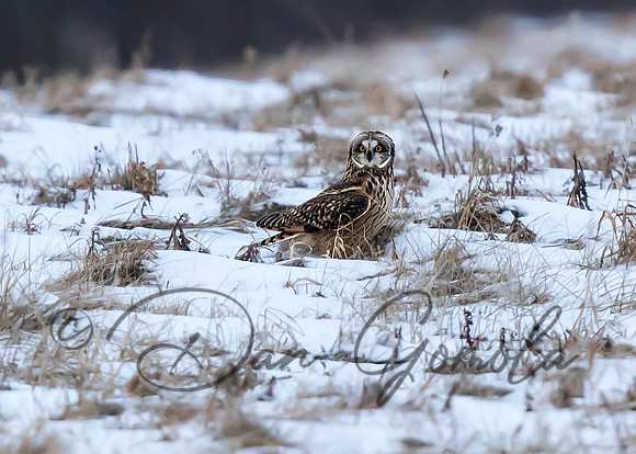 Short-eared Owl