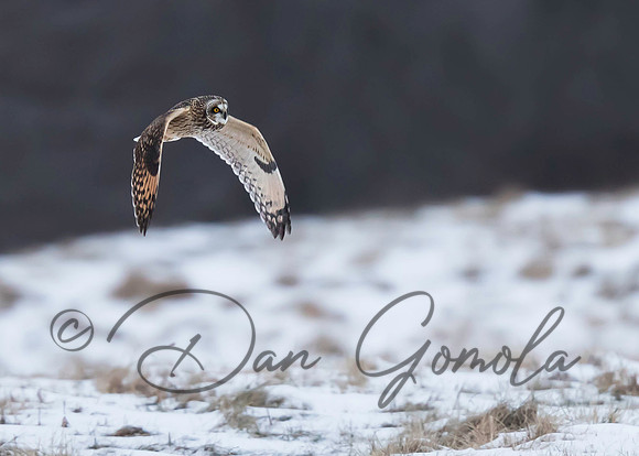 Short-eared Owl