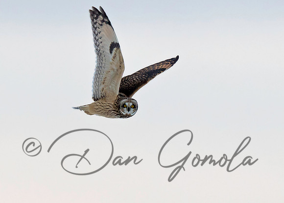 Short-eared Owl