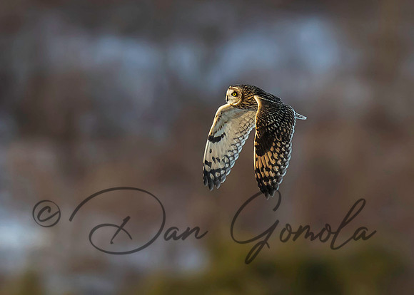 Short-eared Owl