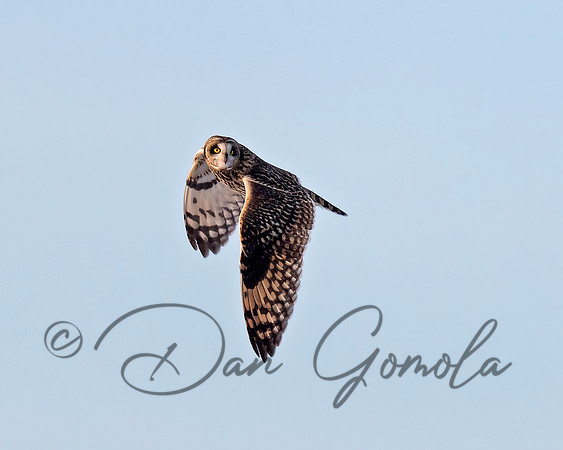 Short-eared Owl