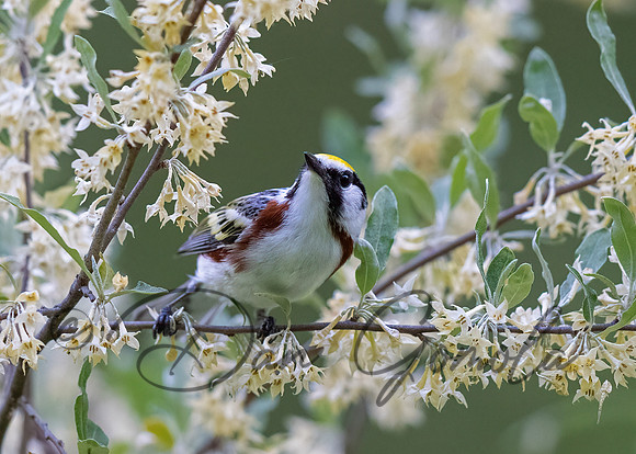 Chestnut-sided Warbler