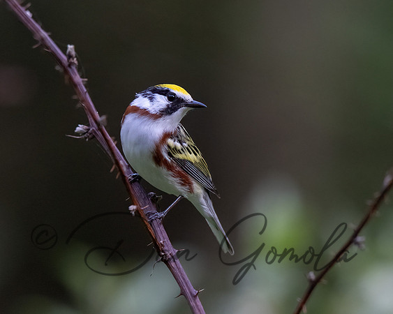 Chestnut-sided Warbler