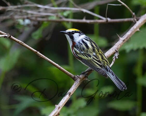 Chestnut-sided Warbler