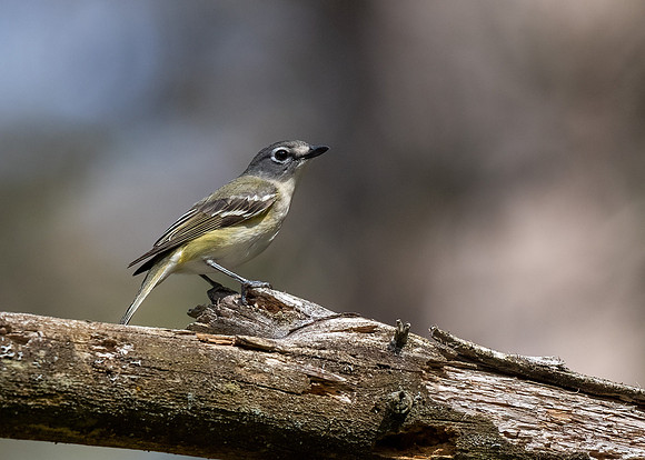 Blue-headed Vireo