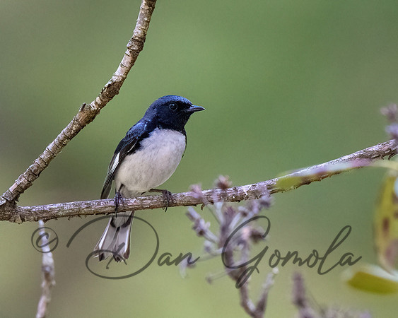 Black-throated Blue Warbler