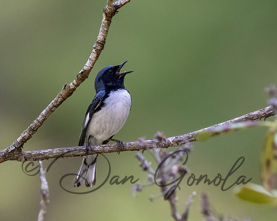 Black-throated Blue Warbler