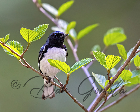 Black-throated Blue Warbler