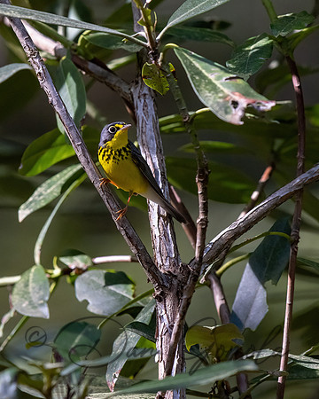 Canada Warbler