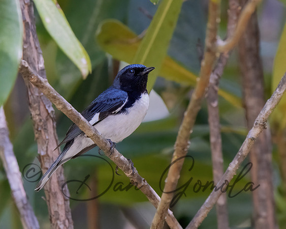 Black-throated Blue Warbler