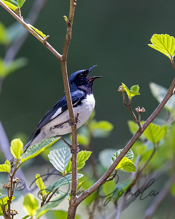 Black-throated Blue Warbler