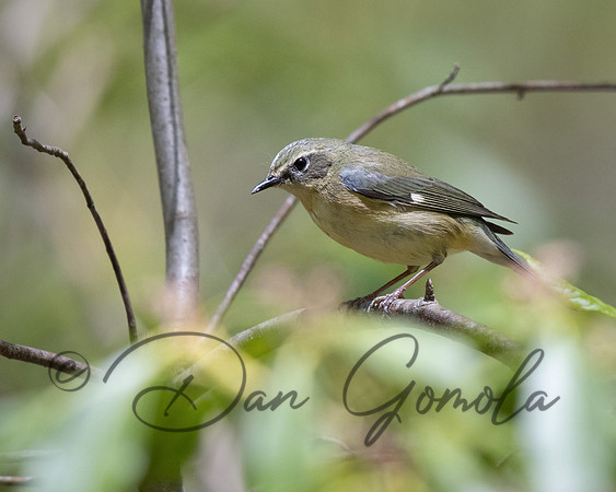 Black-throated Blue Warbler