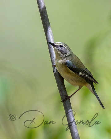 Black-throated Blue Warbler