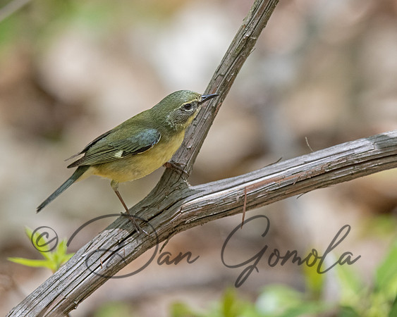 Black-throated Blue Warbler